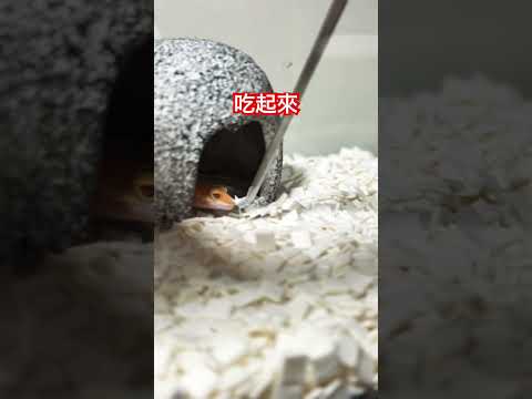 #cute #chef_kzk #味留 #守宮