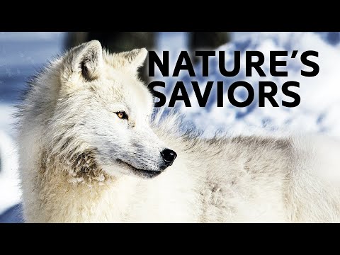 Return of the Wolves: How Yellowstone's White Wolf Saved the Park’s Ecosystem