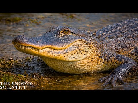 Why Crocs Survived Every Mass Extinction