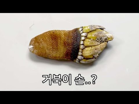 당신이 거북손에서 보지 못한 것들 - 거북손 해부