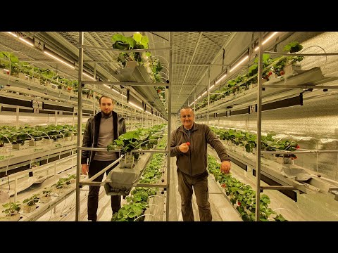 Сверх-секретная клубничная лаборатория И. Патиева. Январь, клубника, Краснодар.