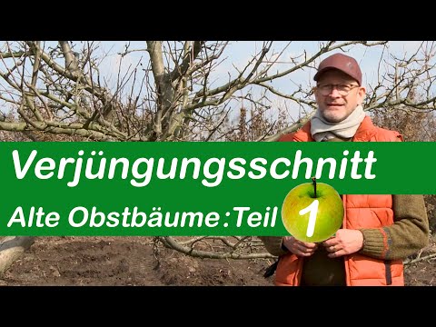Verjüngungsschnitt | Alte Obstbäume schneiden | Teil 1