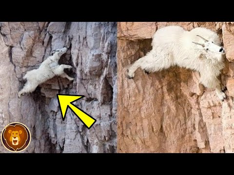 LES CHÈVRES DES MONTAGNES - Ces Bêtes-là Crachent sur les Lois de la Gravité Malgré leurs Sabots !