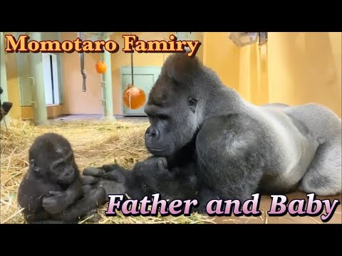 Gorilla⭐️As the baby gorilla grows, Momotaro also grows into a good father.【Momotaro family】