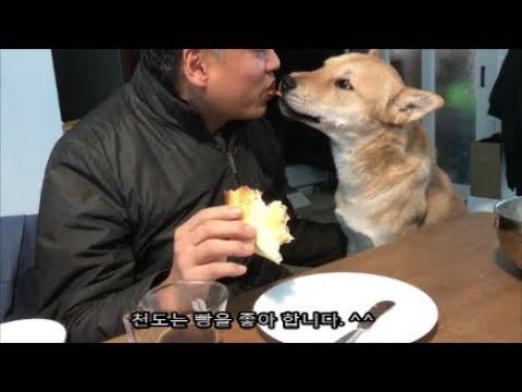 진돗개 말을 알아 듣는 방법 1편  - 사람을 그리워하는 진돗개