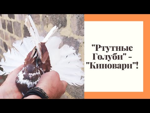 Легенда о старинной шахтерской породе голубей - Ртутных "Киноварей". Николаевские Голуби. Горловка.