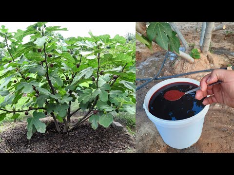 تسريع وحماية شجرة التين بطريقة طبيعية من خلال أقوى سماد بهذه المكونات، لا تزرع اشجار التين بدونه