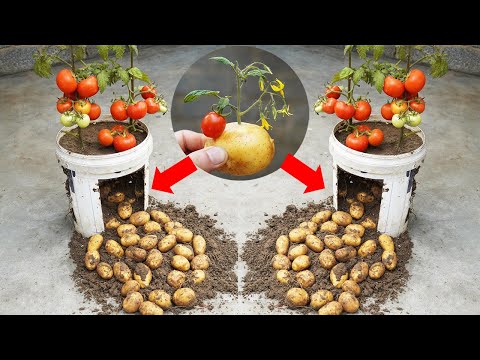 2-in-1 Gardening Trick: Tomatoes + Potatoes | US & Europe