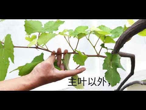 家种葡萄59 : 培养营养枝的步骤