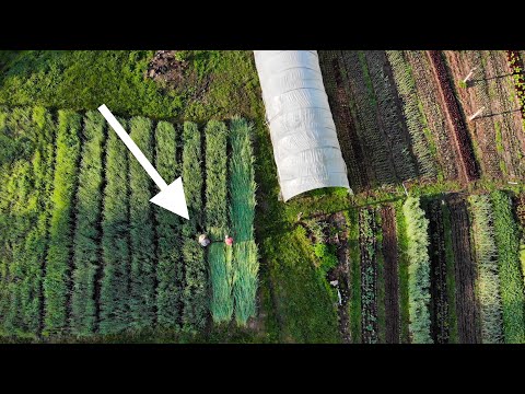 No-Till Cover Crop Termination for Small Scale Agriculture