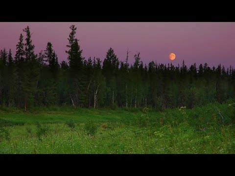 My overnight stays in the Taiga. Fishing, Wolves, Bears, Cloudberries.