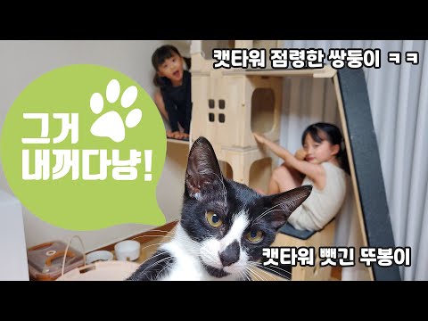 드디어! 뚜봉이의 놀이터~ 캣타워가 생겼어요~!! 그런데... 둥이들의 놀이터가 되버린... ㅋㅋㅋㅋ 초보집사 일상 브이로그