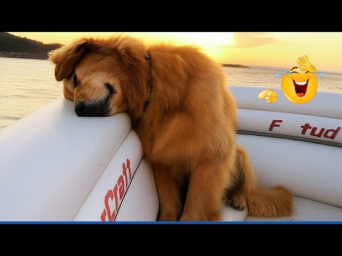 99.9% Can’t stop laughing at these dog 🐶 The Funniest Cat & Dog Moments Compilation 😹 😂