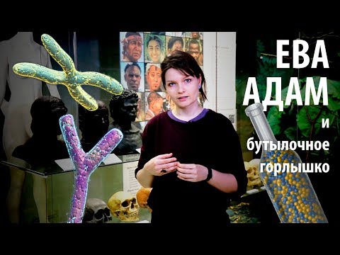 Митохондриальная Ева, Адам и бутылочное горлышко! Елена Сударикова