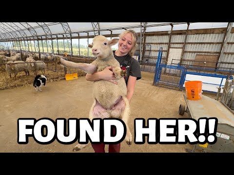 FALL FARM VLOG: A weaning day ESCAPE attempt, some NEW EWES & our POLIO lamb looks better!!