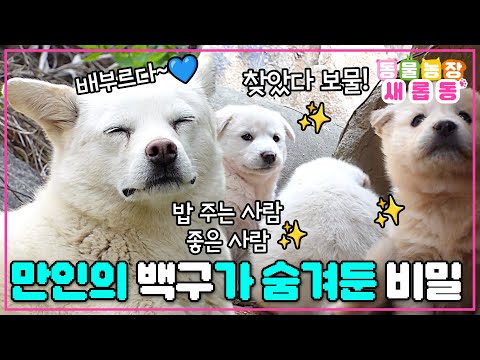 [#새롭동물농장] 밥 주는 모든 사람들을 간택한 백구의 은밀한 비밀🤫 만인의 백구의 소중한 보물들을 찾아라😍 / EP.1222 #TV동물농장 #AnimalFarm #SBSstory