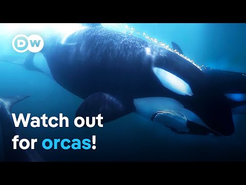 Orca interactions - Danger in the Strait of Gibraltar | DW Documentary