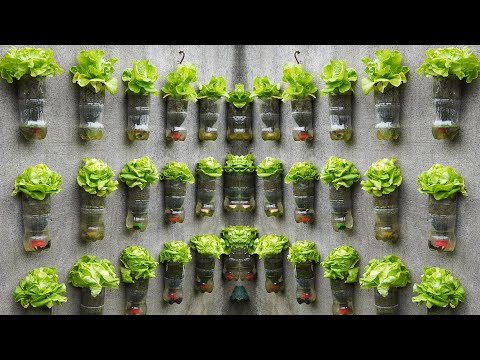 Turn The Old Wall Into A Fresh, Nutritious Lettuce Garden