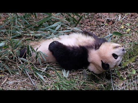 Are there many pandas that have reached this level? 25.12.13