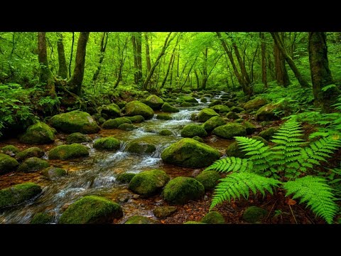 Gentle Stream Sounds, Birds Chirping, Forest Sounds for Sleep, Study, Focus