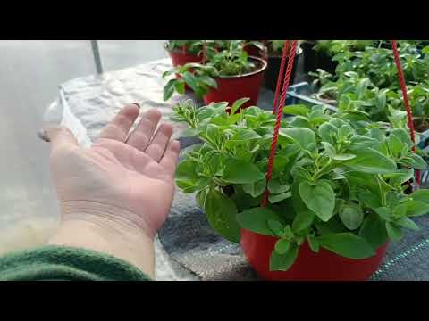 Дела в теплицах.Небольшой обзор.