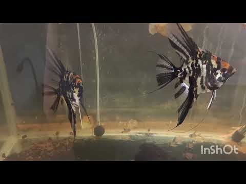 #Аквариумный обзорчик рыбасиков )