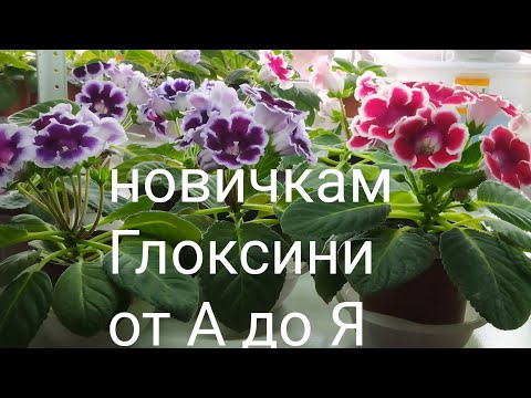 Gloxini from the leaflet to the TB's laying down of rest