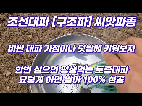 조선대파[구조파] 쉽게 싹틔우는 방법, 조선대파 씨앗파종방법, 대파씨앗 뿌리기