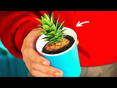 МЫ ВЫРАСТИЛИ ФРУКТЫ НА ПОДОКОННИКЕ!