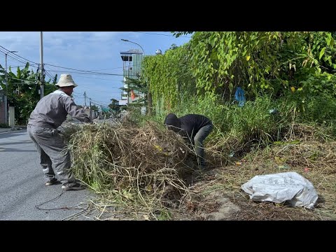 Transforming an Overgrown Sidewalk - Cleaning Up the Sidewalk for the Community