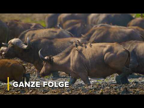 Die Trockenzeit beginnt: Wie Tiere die Dürre überleben | Trockenzeit 101