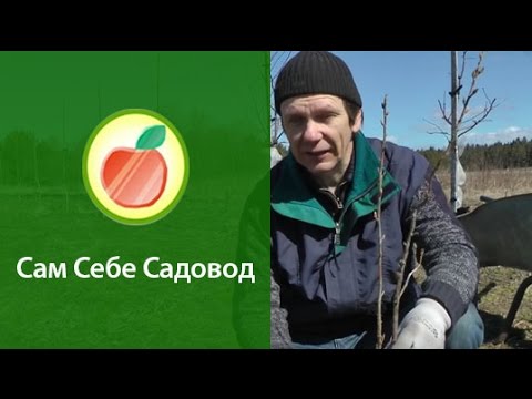 Как посадить смородину