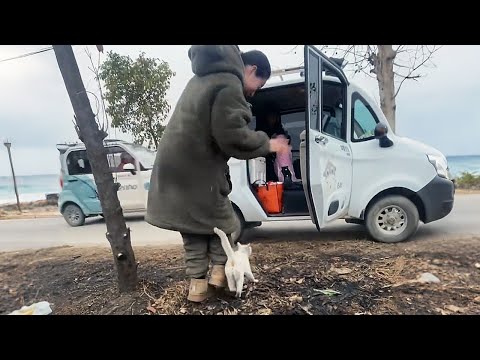 Day four, and this cat is still here! And it's determined to come home with me!