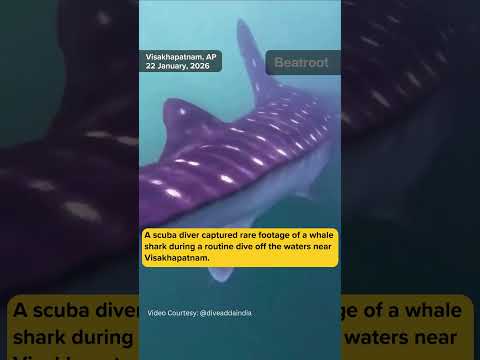 A scuba diver captured rare footage of a whale shark during a routine dive in Visakhapatnam #shorts