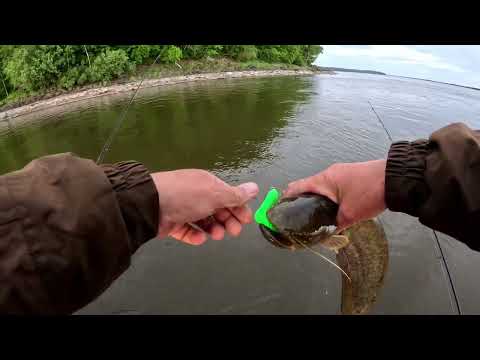 Игры с Амурскими хищными рыбами Ауха сом верхогляд щука