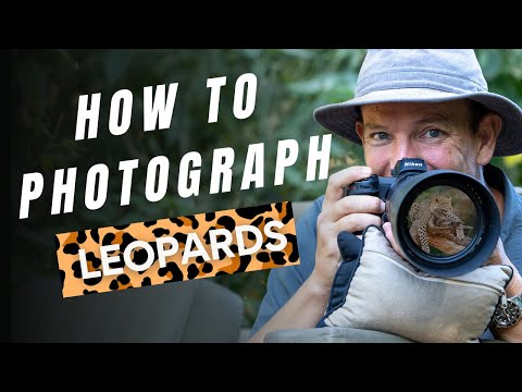 How to Photograph Leopards