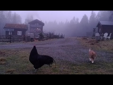 Christmas preparations at the homestead in Norway