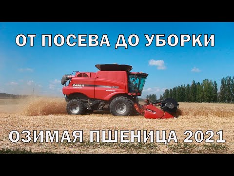 From sowing to harvesting. How we made a winter wheat harvest with our own hands.