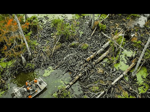 Florida Dumped THOUSANDS Of Snakes To Fight Pythons... The 2025 Update Is Chilling