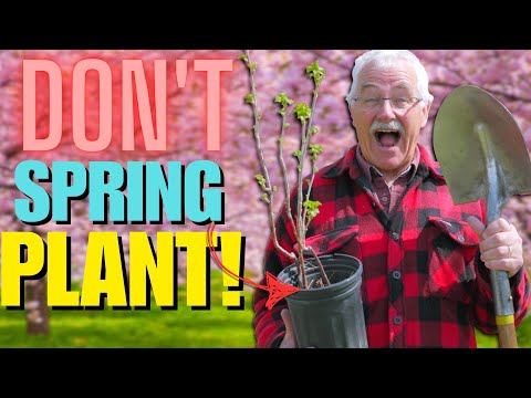 SPRING is NOT the BEST TIME to PLANT Fruit Trees and Shrubs!
