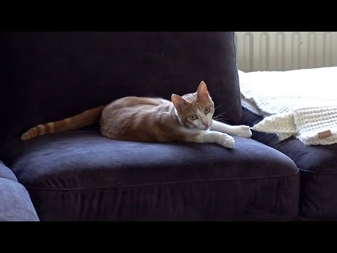 Funny Cats Try Out New Velvet Couch