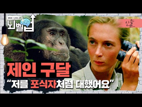 침팬지 친해지기 위해서 일생을 바친 제인 구달, 침팬지와 인간의 이야기│ 위대한 수업 │ 뇌벨업