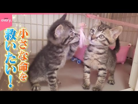 【密着】子猫の命を救いたい！はじめてのミルクボランティア『every.特集』