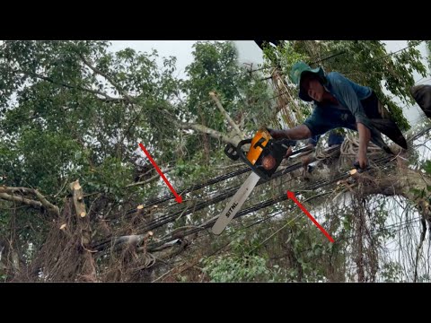 Cưa Cây Xanh Dây Điện Quấn Như Màn Nhện Ngây Đường Lộ Xe