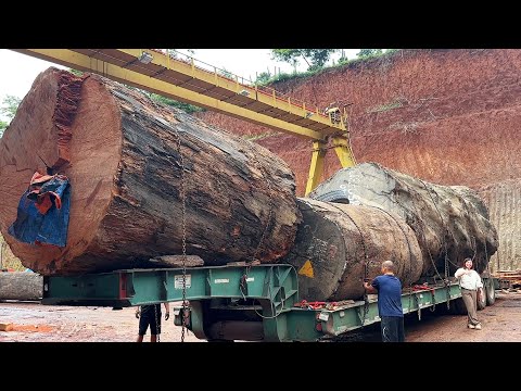 Shocking Discovery Inside Giant Red Pine Tree