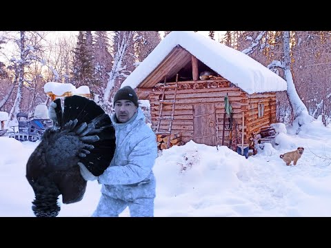 ЖИВУ С КОШКОЙ И СОБАКОЙ В ИЗБУШКЕ ЗИМОЙ / СПАС КУСОК ИЗОЛЕНТЫ В ТАЙГЕ / ОХОТА НА ГЛУХАРЯ В МОРОЗ -30