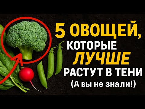 5 Овощей, Которые ЛУЧШЕ Растут в Тени (А вы не знали!) 🌱
