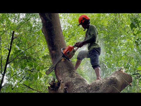 Best Skill… Felling 2 Leaning Trees!