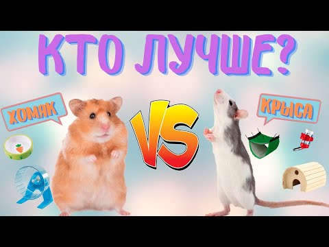 КРЫСА ИЛИ ХОМЯК? КОГО ЛУЧШЕ ВЫБРАТЬ? В ЧЕМ РАЗЛИЧИЕ МЕЖДУ КРЫСОЙ И ХОМЯКОМ?