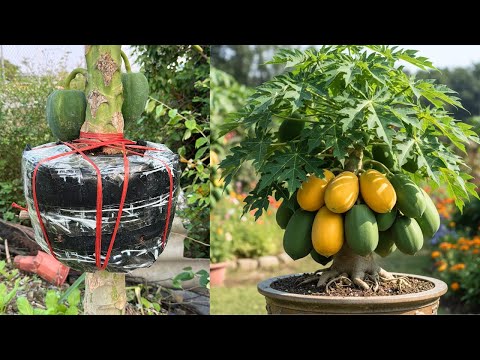 How to Make a Dwarf Papaya Tree – Easy Method Anyone Can Do